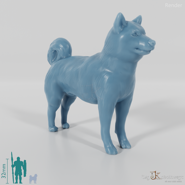 Hund - Shiba Inu 01
