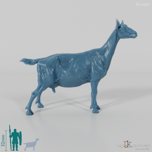 Ziege - Gebirgsziege 02