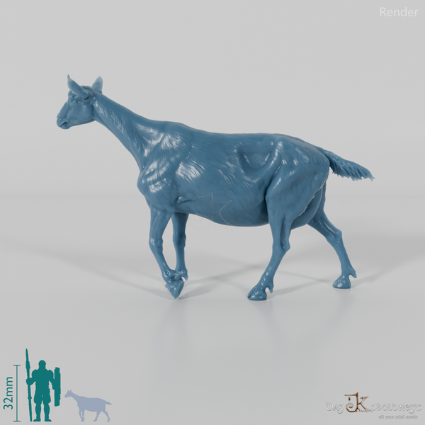 Ziege - Gebirgsziege 05