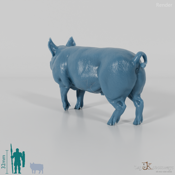 Schwein - Berkshire-Eber 01