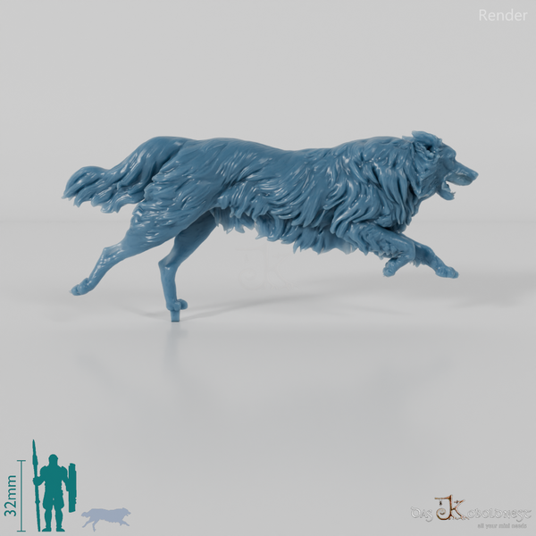 Hund - Border Collie 02