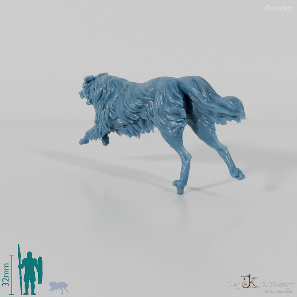 Hund - Border Collie 02