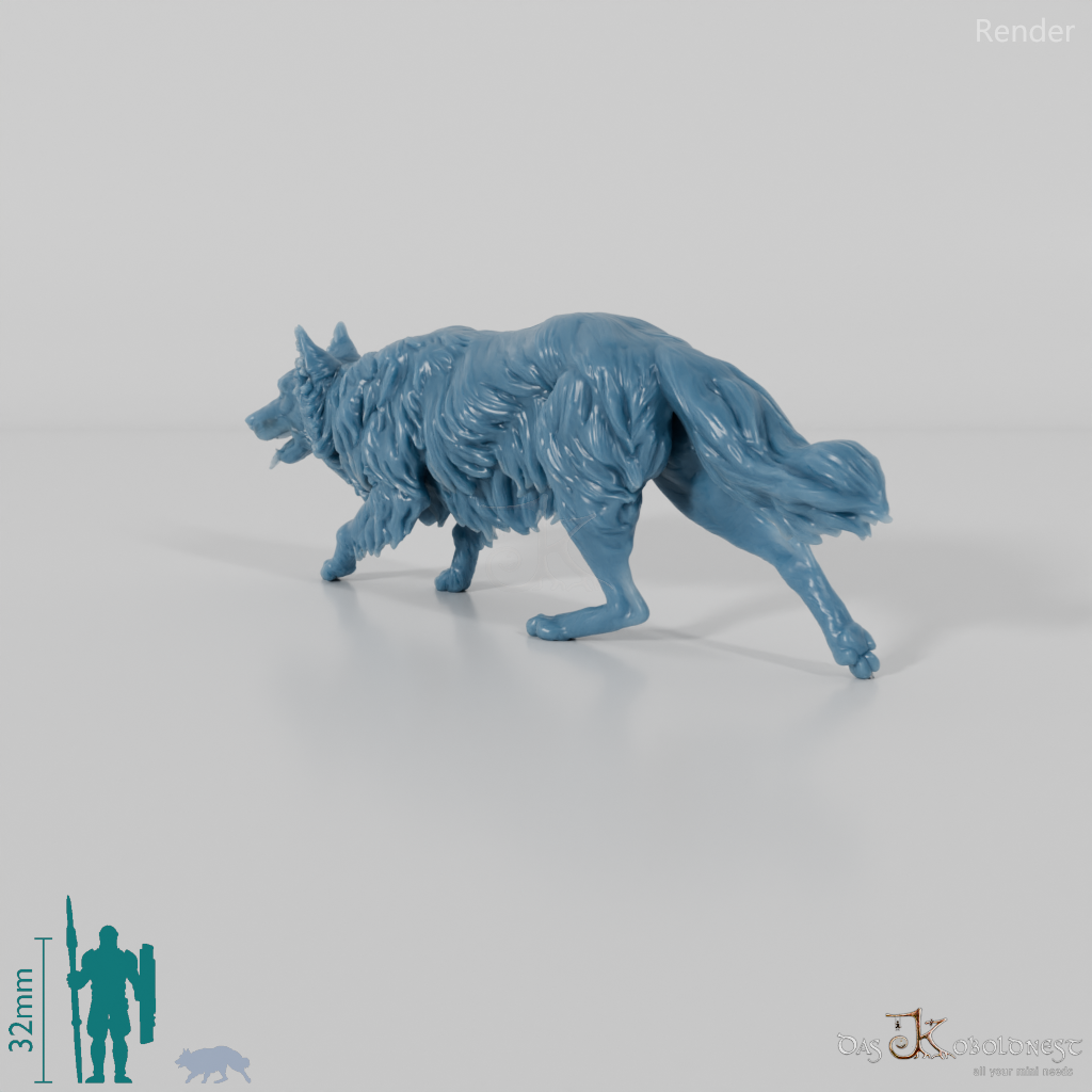 Hund - Border Collie 04