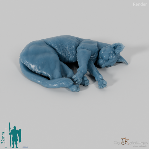 Katze - Hauskatze 05