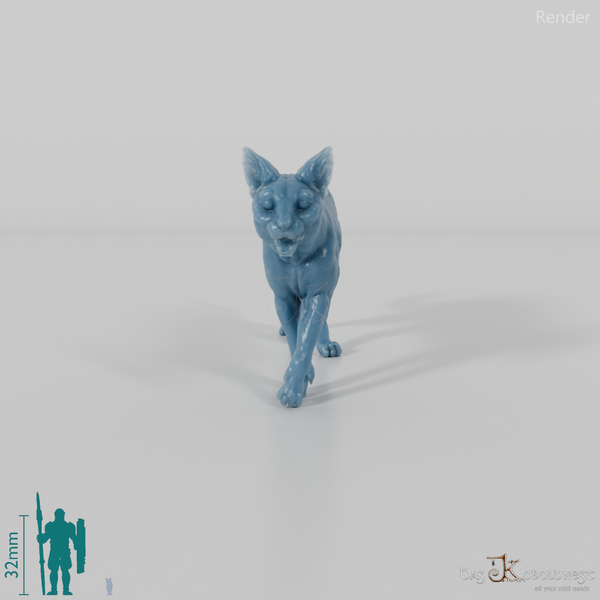 Katze - Hauskatze 06