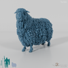 Schaf - Devon and Cornwall Longwool - Schaf 01