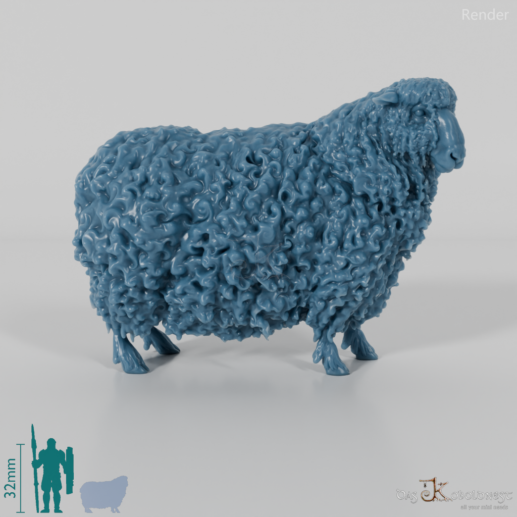 Schaf - Devon and Cornwall Longwool - Schaf 02
