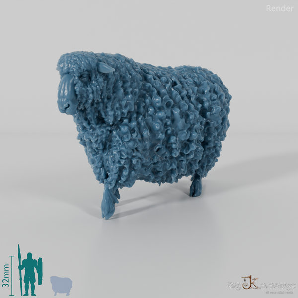 Schaf - Devon and Cornwall Longwool - Schaf 03