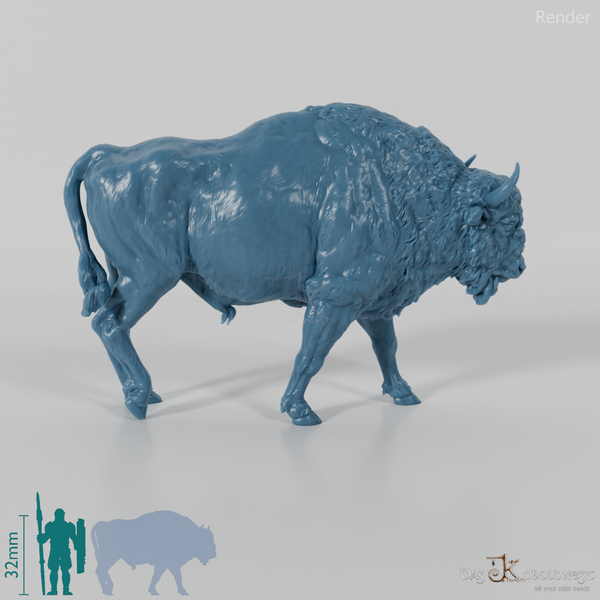 Bison - Europäischer Bison 01