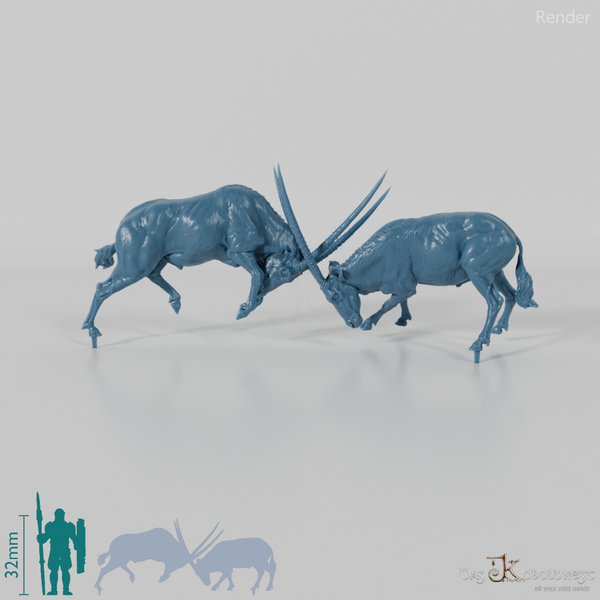Antilope - Spießböcke - Kämpfend