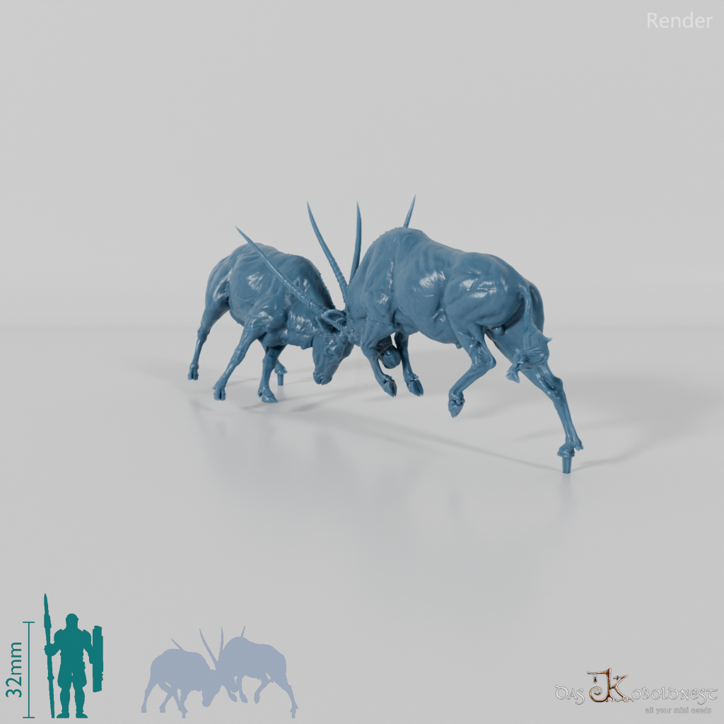 Antilope - Spießböcke - Kämpfend