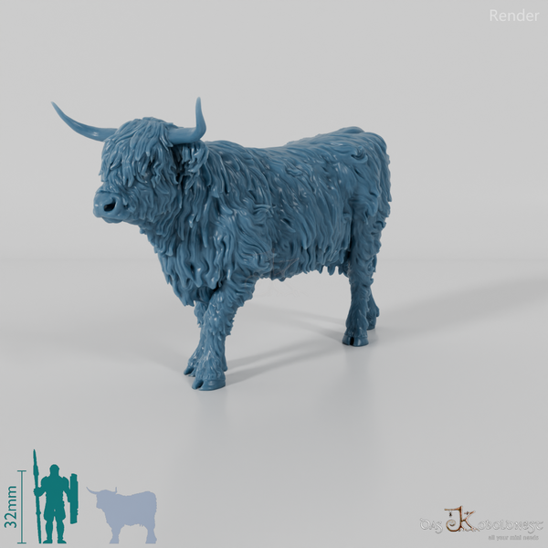 Rind - Schottisches Hochlandrind 02