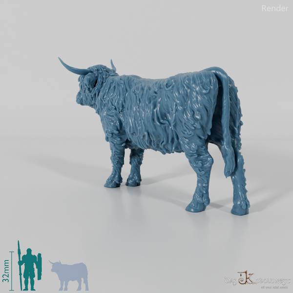 Rind - Schottisches Hochlandrind 02