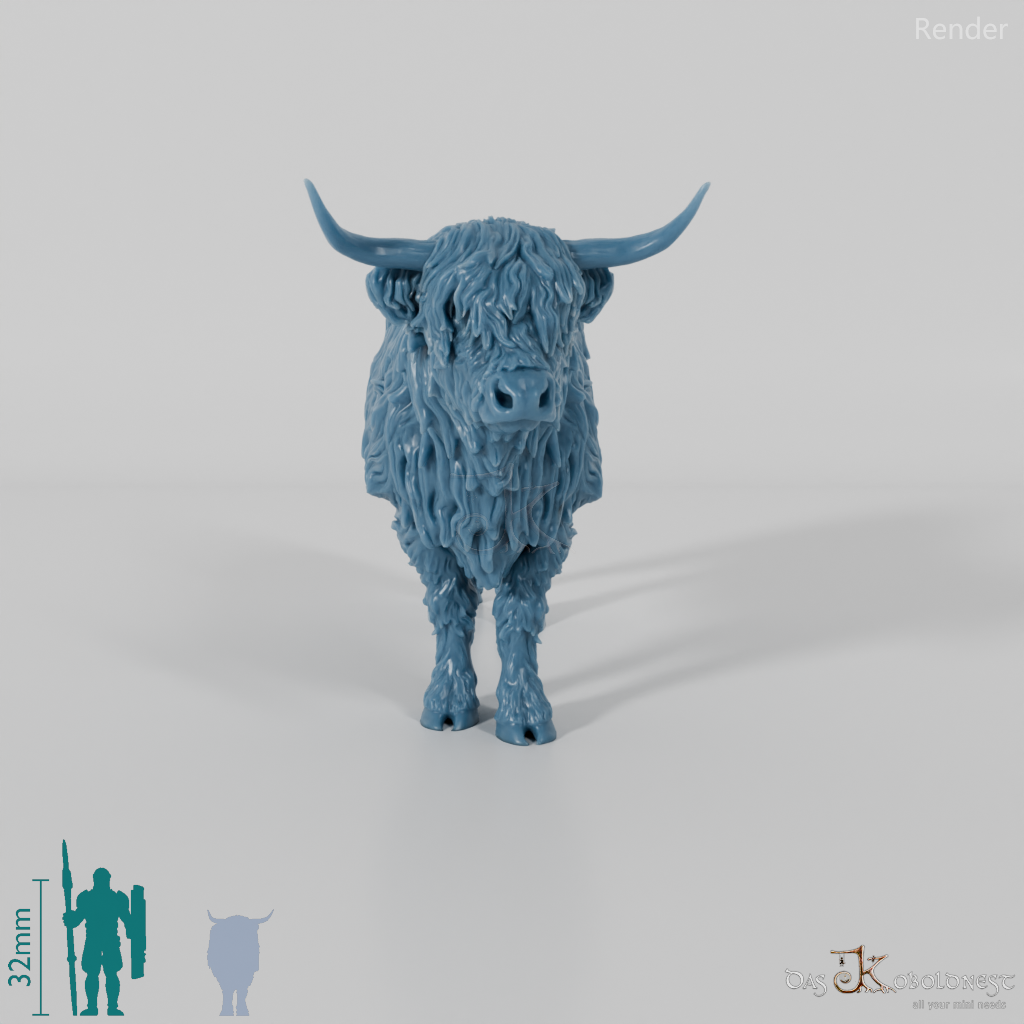 Rind - Schottisches Hochlandrind 02