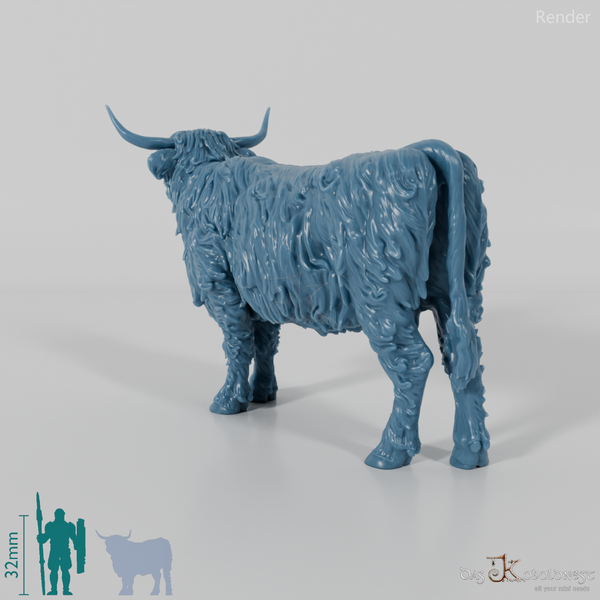 Rind - Schottisches Hochlandrind 01