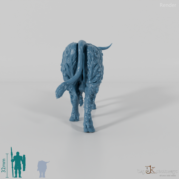 Rind - Schottisches Hochlandrind 03