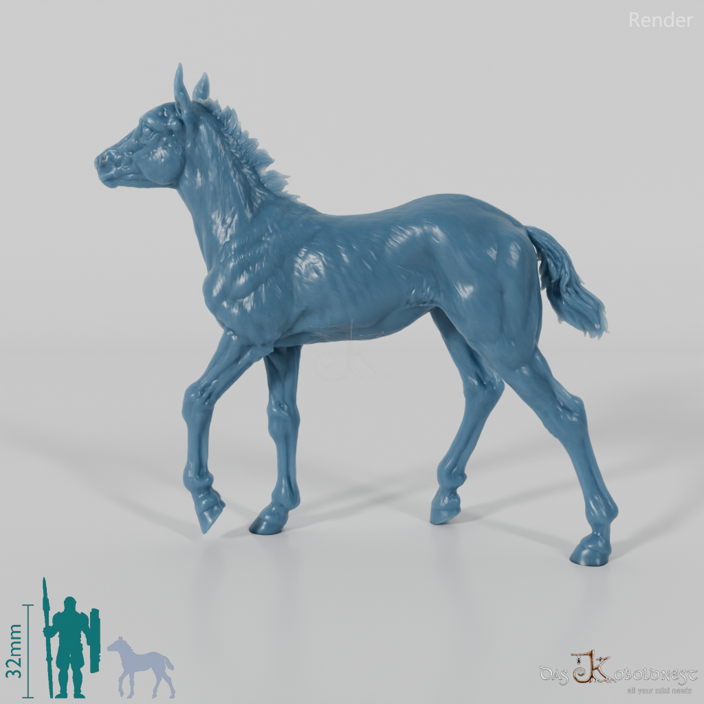 Pferd - Konik-Fohlen 01