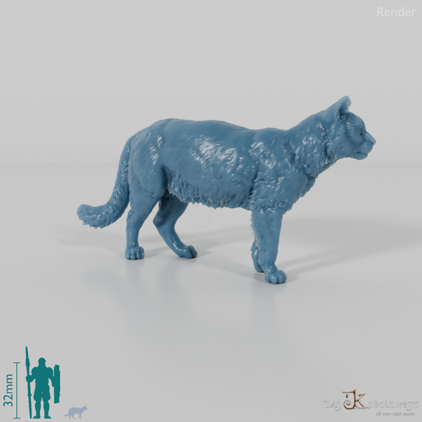 Katze - Europäische Wildkatze 03