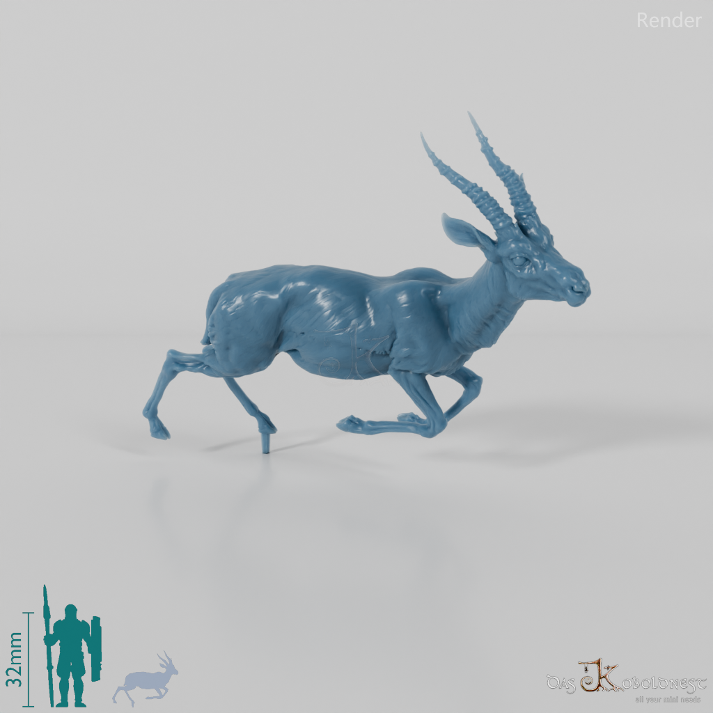 Antilope - Thomson-Gazelle 01