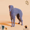 Hund - Bailey, Windhund