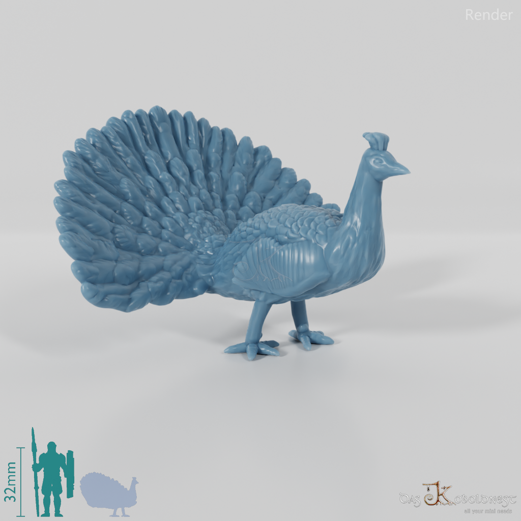 Hühnervogel - Radschlagender Pfau 02