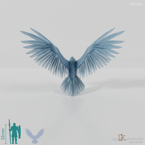 Hieraaetus morei 01 - JJP