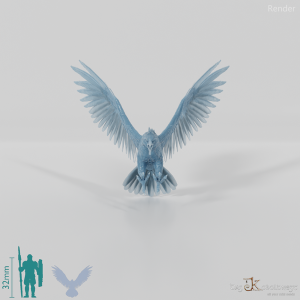 Hieraaetus morei 01 - JJP