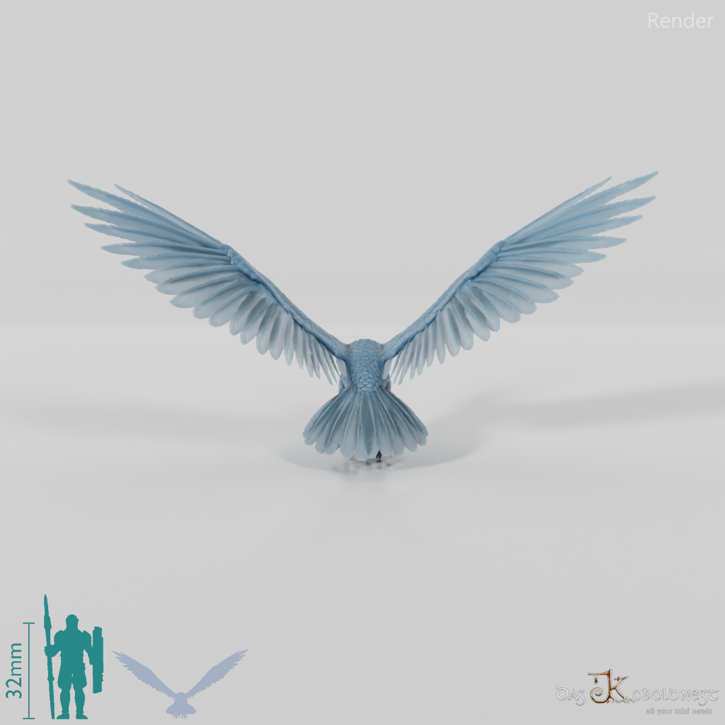 Hieraaetus morei 02 - JJP