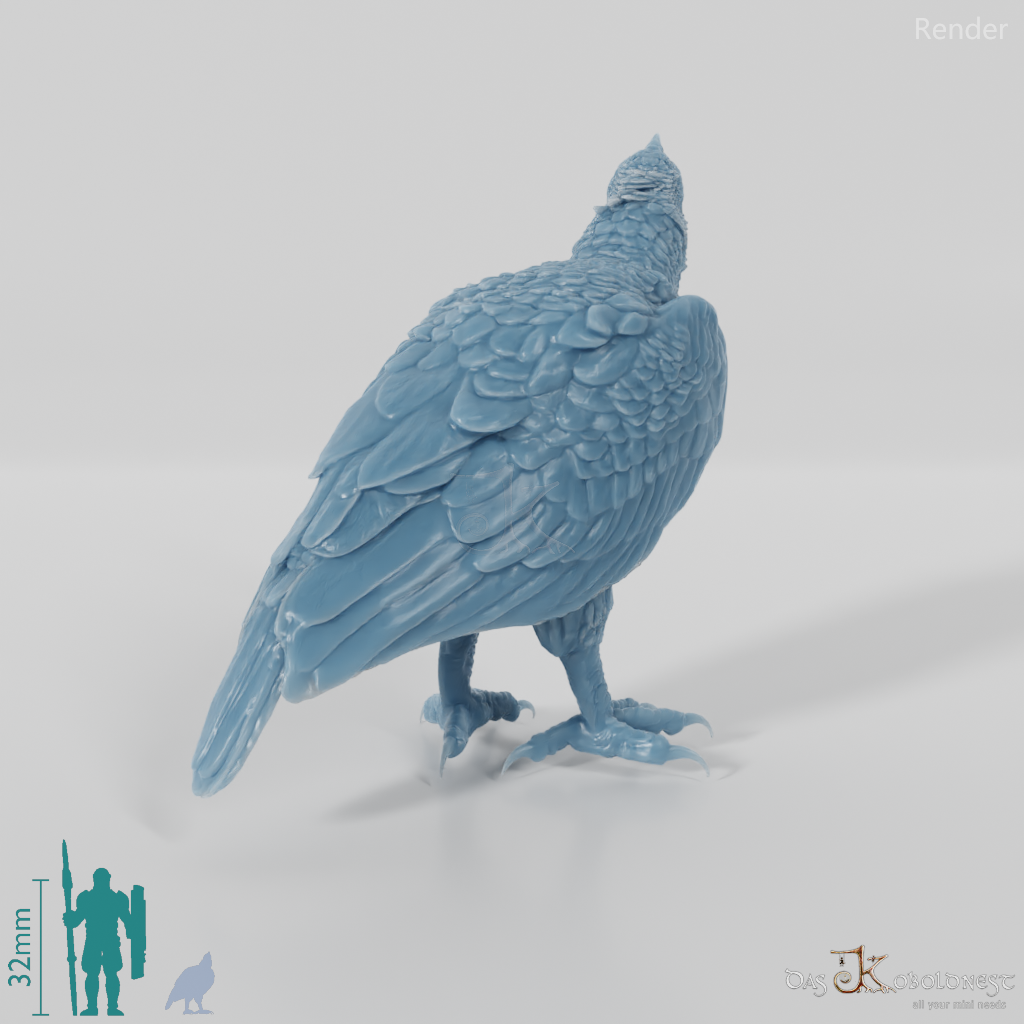 Hieraaetus morei 04 - JJP