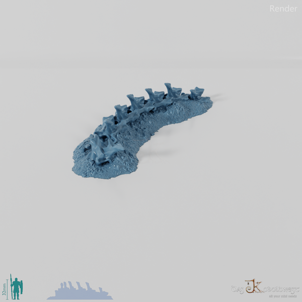 Dragon skeleton - cervical vertebrae