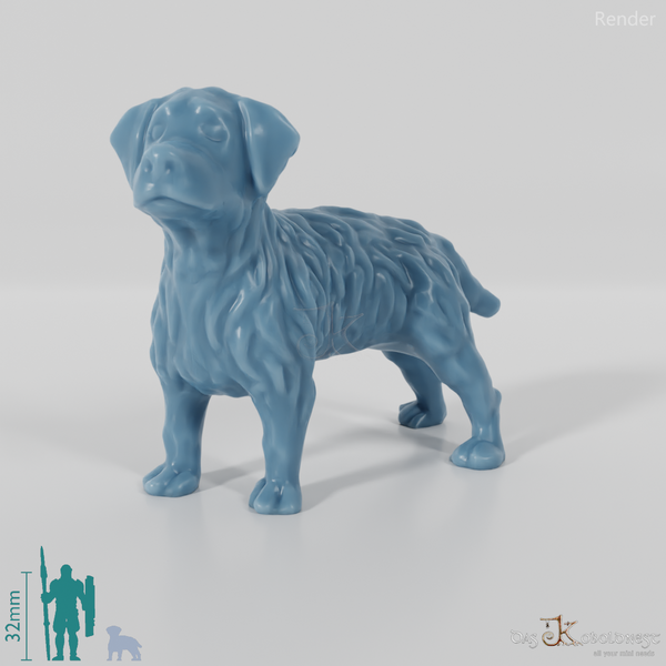 Struppiger Hundewelpe 1